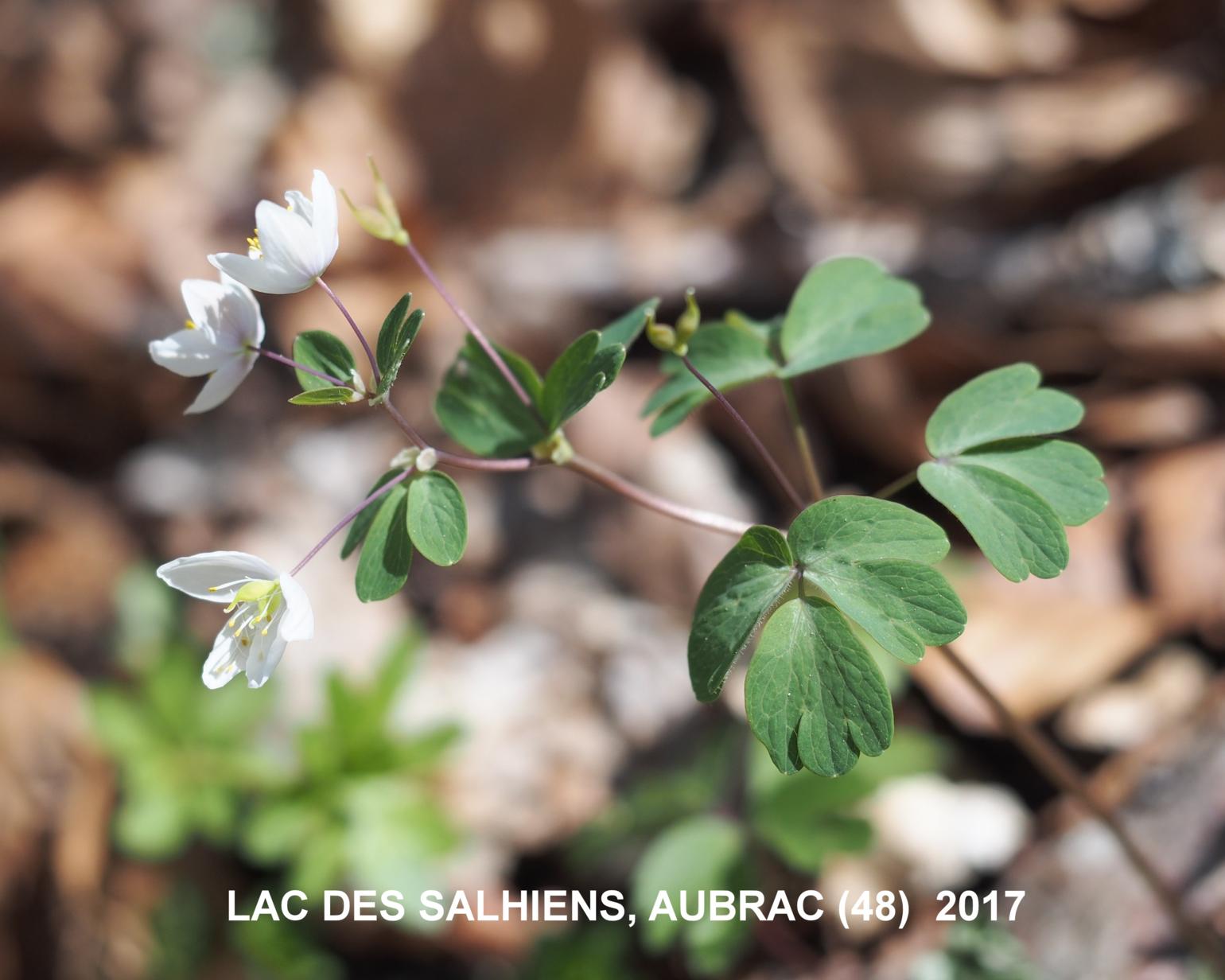 Rue-anemone